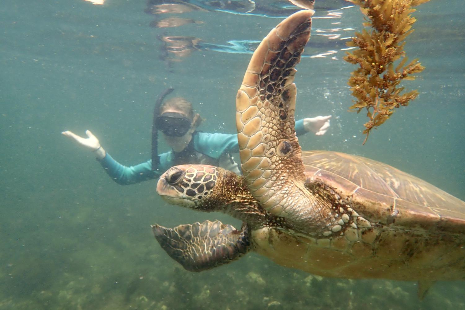 一名<a href='http://9d80.reverse-mortgage-explained.com'>全球十大赌钱排行app</a>学生在Galápagos群岛游学途中与一只巨龟游泳.